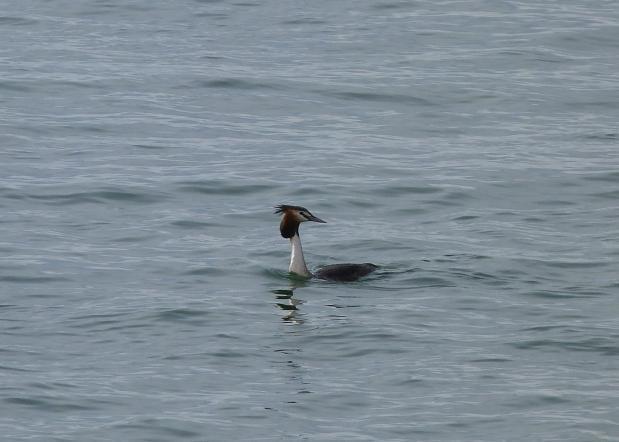 Visite guidée : les oiseaux pélagiques hivernants