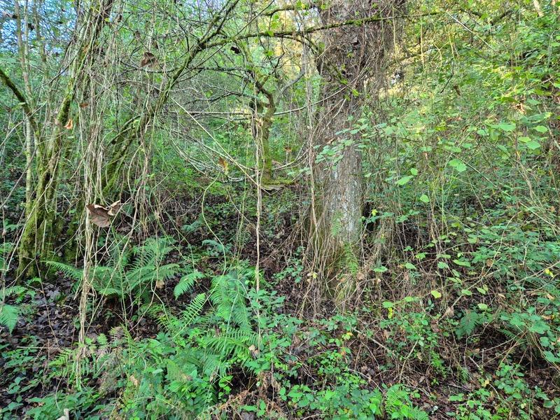 Terrain de loisirs - 16 281 m²