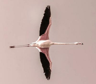 Exposition : Zénitude Crépusculaire - une exposition de Frank Follet