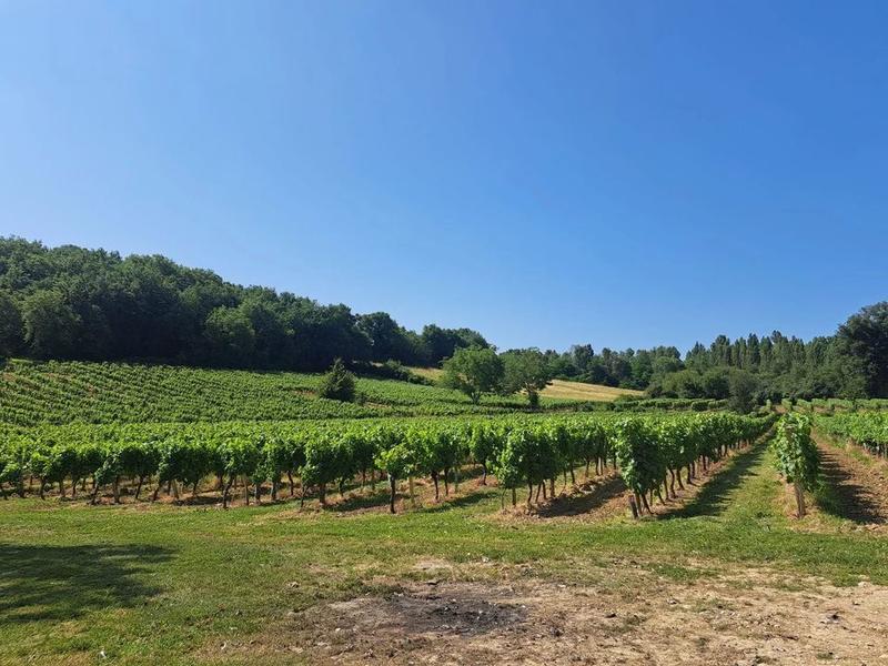 Propriété viticole - 168 m² - 7 pièces