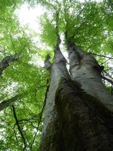 Logis Hôtel Chez Chaumat