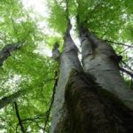 Logis Hôtel Chez Chaumat