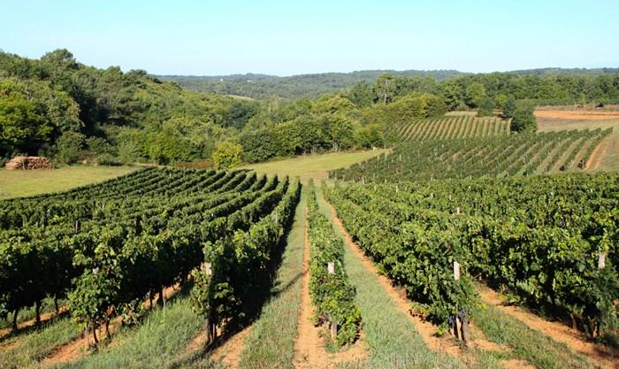 Vignoble Domaine Ichard.