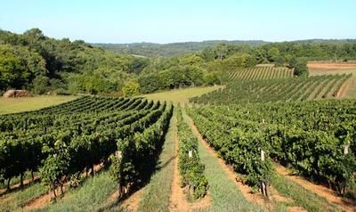 Vignoble Domaine Ichard.