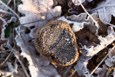 Marché aux truffes de Gignac