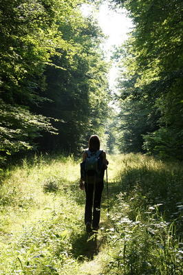 Balade nature - Promenons-nous dans les bois… Forêt, vergers et patrimoine rural