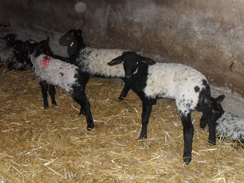 Visite de la ferme Etxepareborda