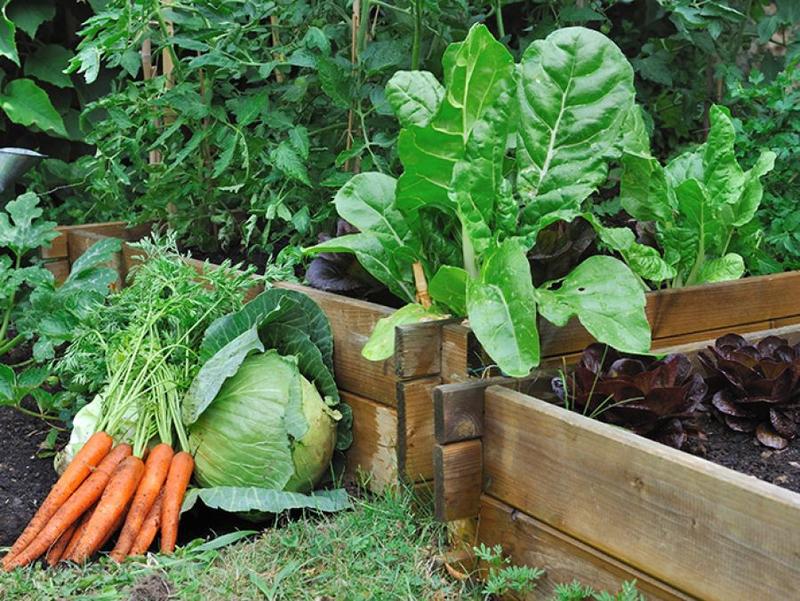 Jardinage et permaculture avec Grainothèque :  les légumes racines