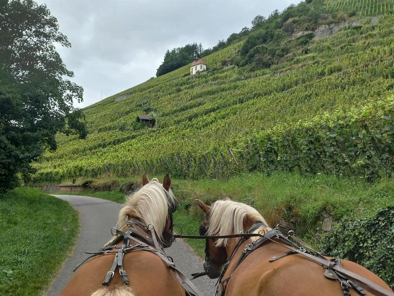Activité : balade en calèche