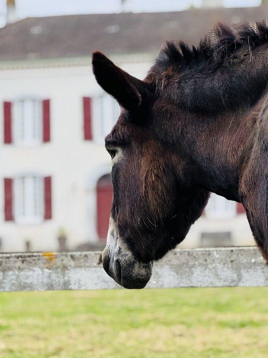 Maison - 365 m² - 8 pièces