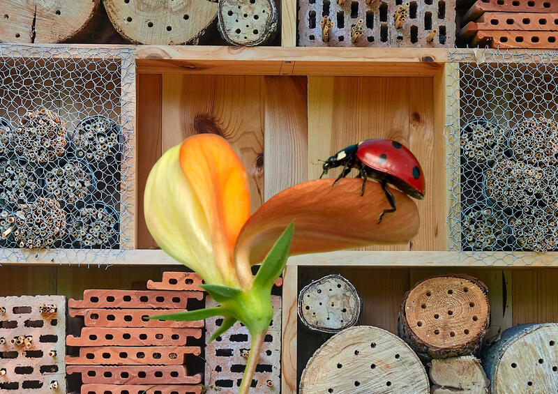 Conférence et atelier : Insectes auxiliaires &amp; permaculture