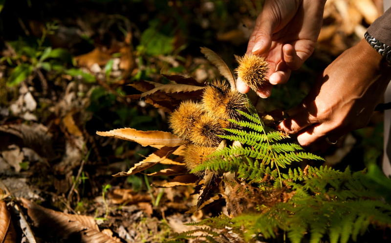 Les fruits et champignons de l'automne
