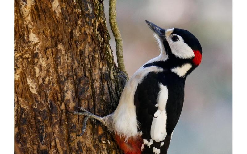 Sortie nature “Le bois des oiseaux”