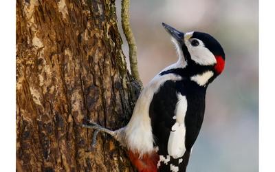 Sortie nature “Le bois des oiseaux”