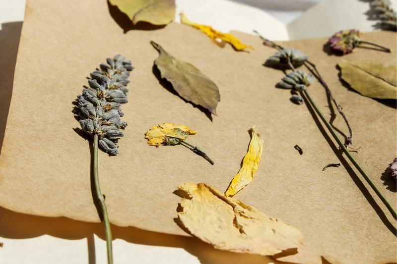 Atelier création d’herbier