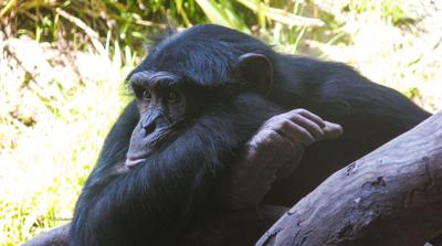 La Conscience animale