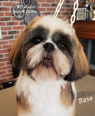 A l'Atelier des 4 pattes