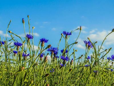Exposition photographique "Fleurs des villes, fleurs des champs"