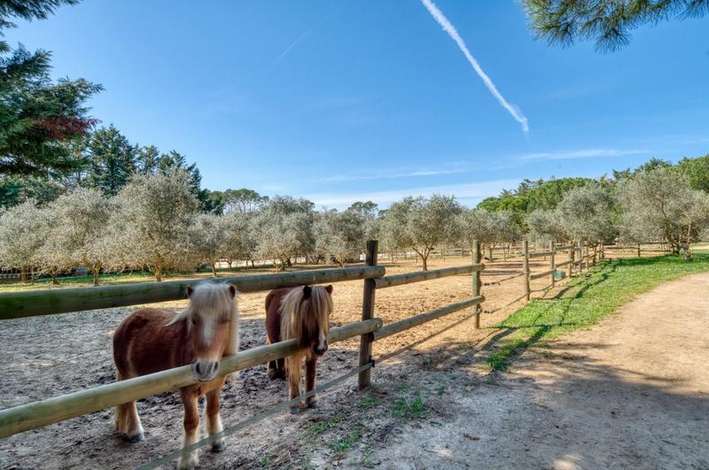 Maison de domaine équestre - 585 m² - 8 pièces