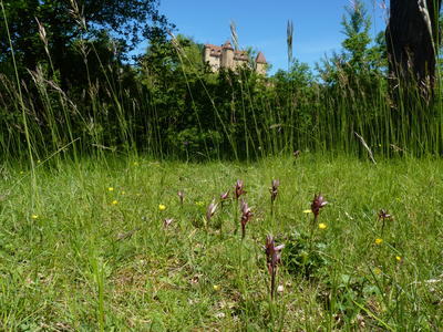 Chantier participatif