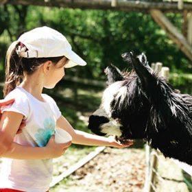 La Maison des Chameaux
