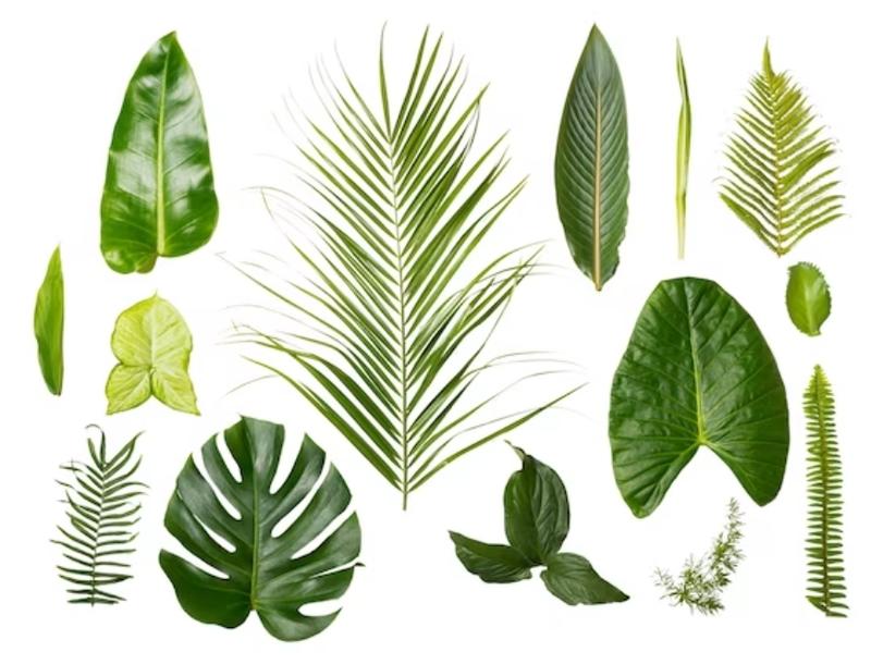 La bulle aux plantes médicinales