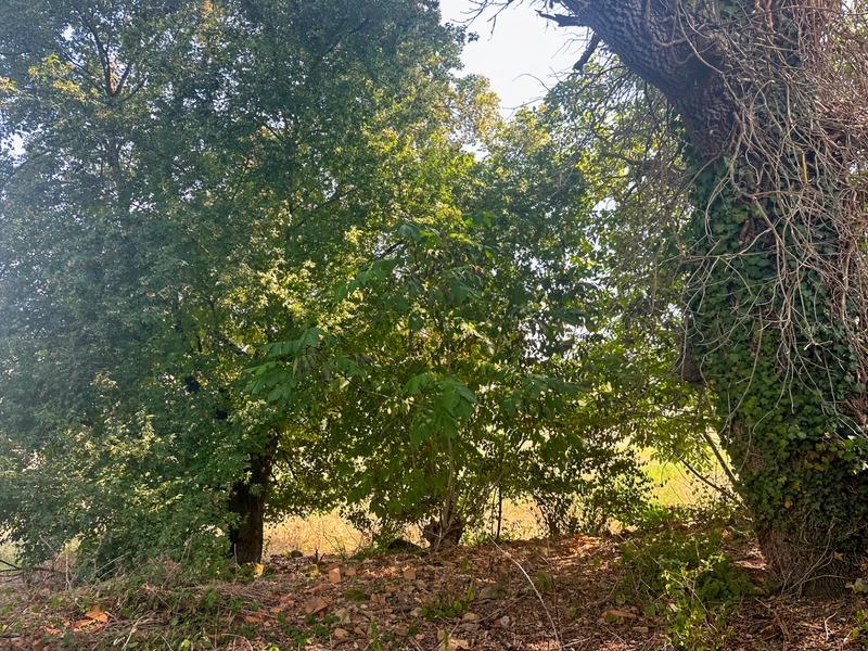 Maison - 148 m² - 5 pièces