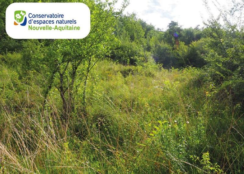 Chantier de restauration d'une pelouse sèche à orchidées