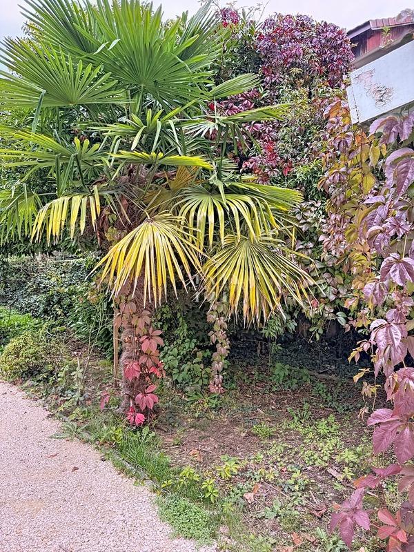 Maison bourgeoise - 227 m² - 7 pièces