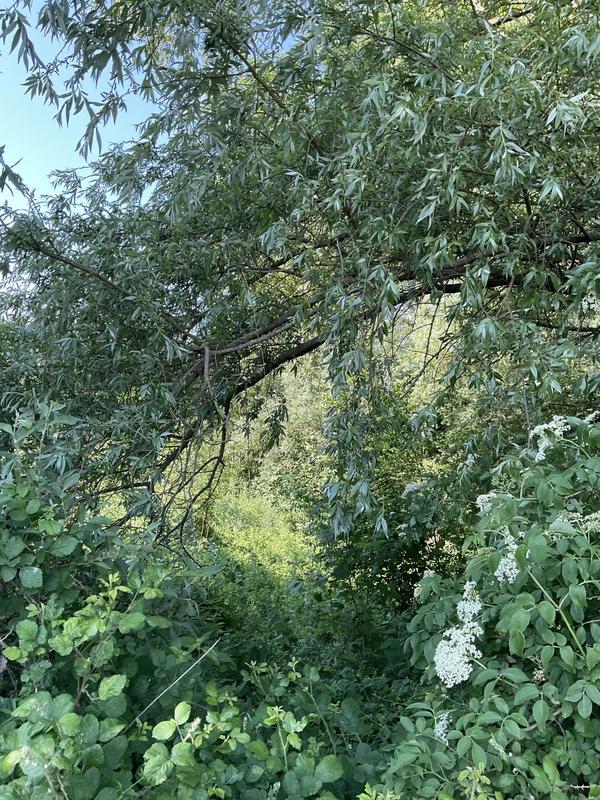 Terrain inconstructible - 2 600 m²