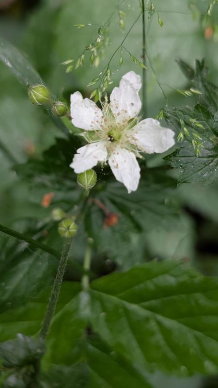 Découverte de la forêt rhénane