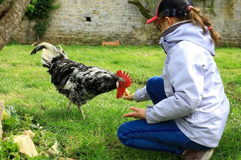 Visite des p'tits fermiers: nourrissage des animaux de la ferme-musée du Cotentin