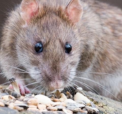 Serip – Désinsectisation Dératisation Dépigeonnisation et Tous Nuisibles Nice