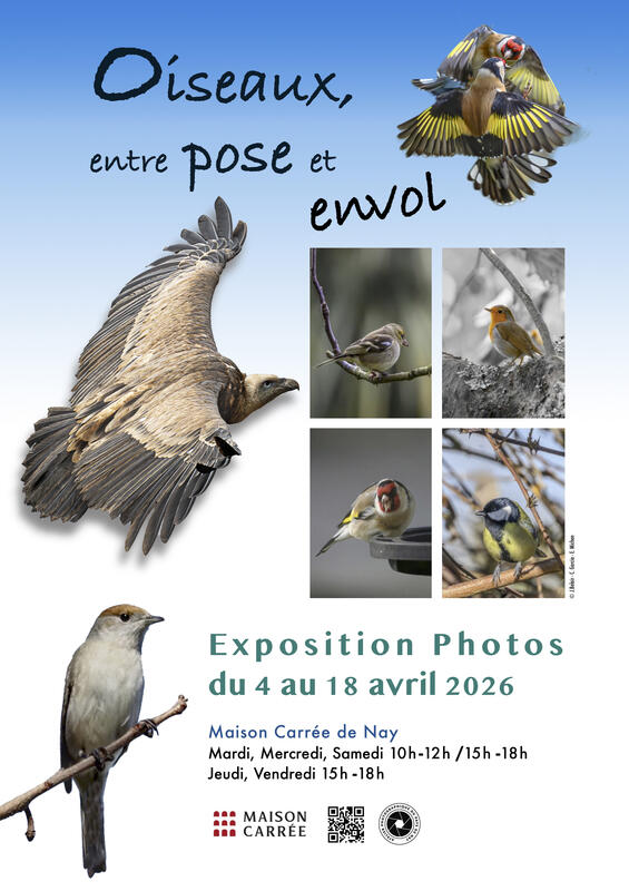 Oiseaux, entre pose et envol