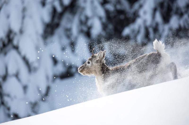 Visite de la ferme aux rennes