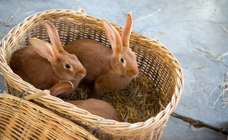 Marché traditionnel du Mercredi
