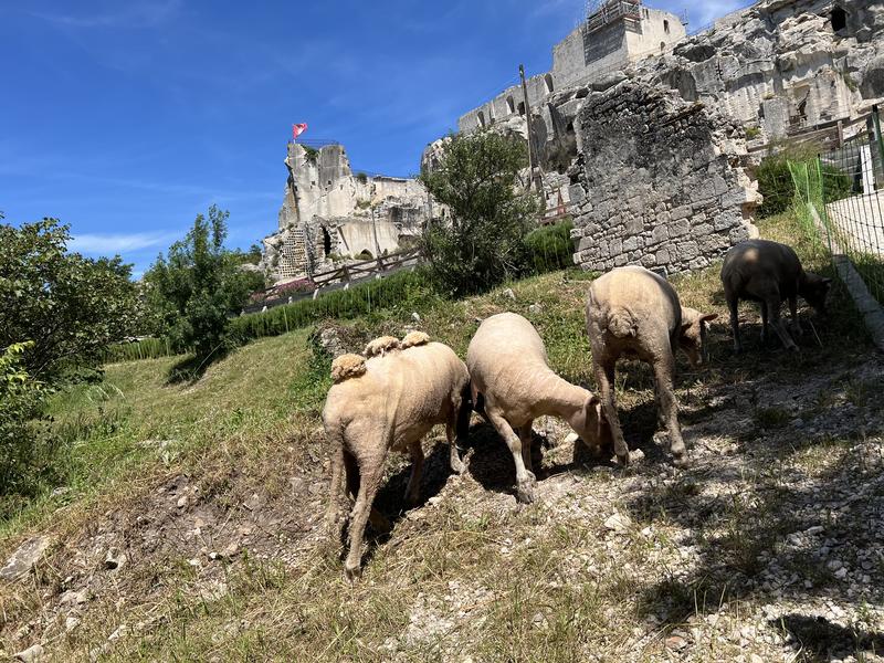 Pastoralisme d’aujourd’hui, du mouton à la laine