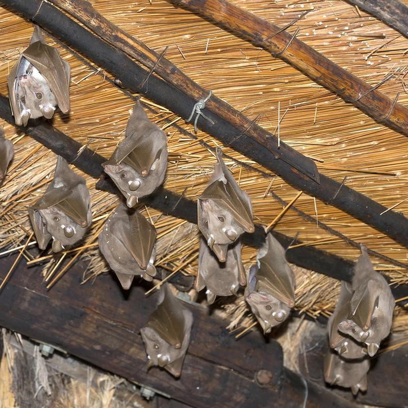 Nuit européenne de la chauve-souris