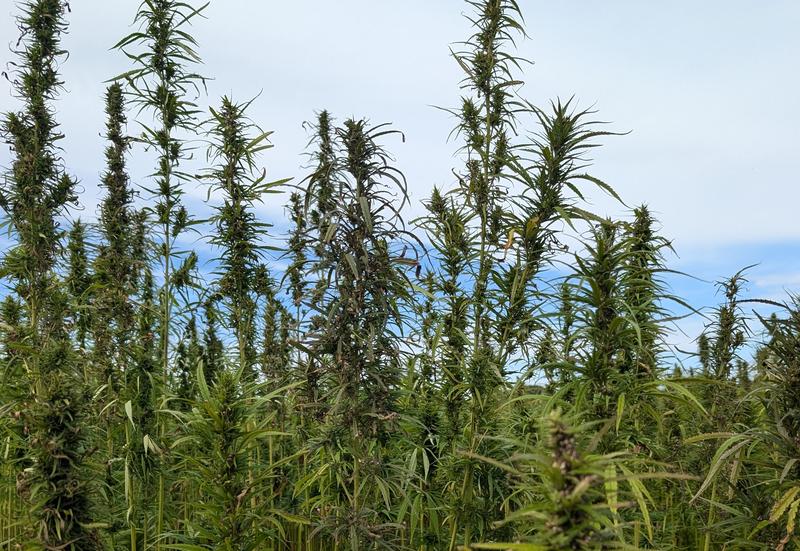 Tout autour du chanvre