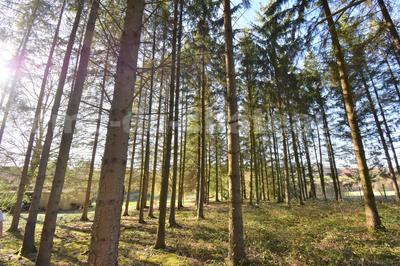 Terrain - 17 000 m²