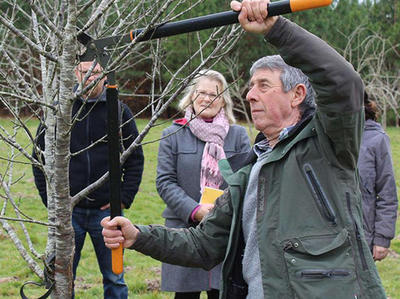 Greffage des arbres fruitiers