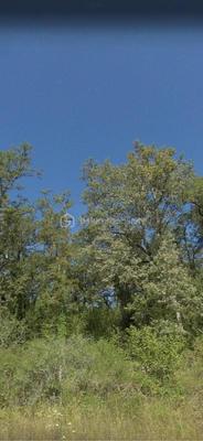 Terrain agricole - 9 912 m²