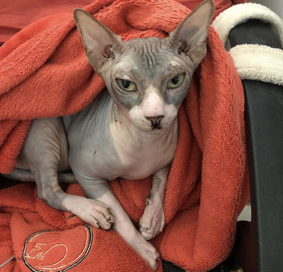 clinique vétérinaire de l'île