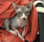 clinique vétérinaire de l'île