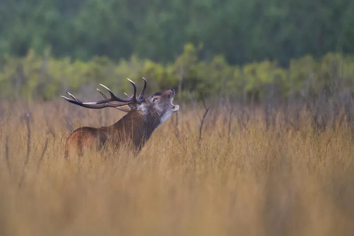 48h Nature de Nouvelle Aquitaine : le brame du cerf