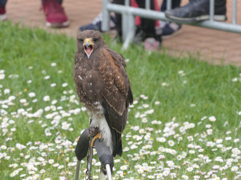 Fête des rapaces et "Spectacle de fauconnerie" à Terres d'Oiseaux