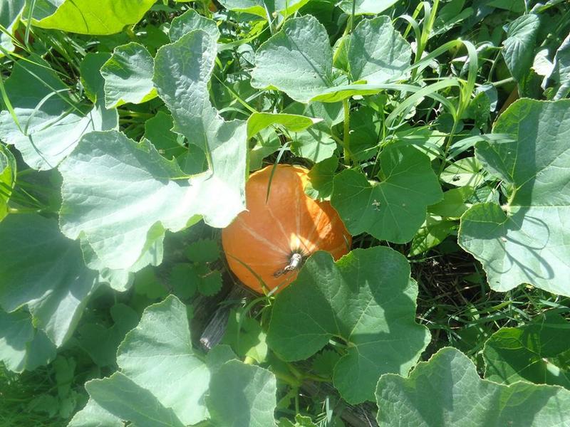De ferme en ferme : les Jardins du Bergons