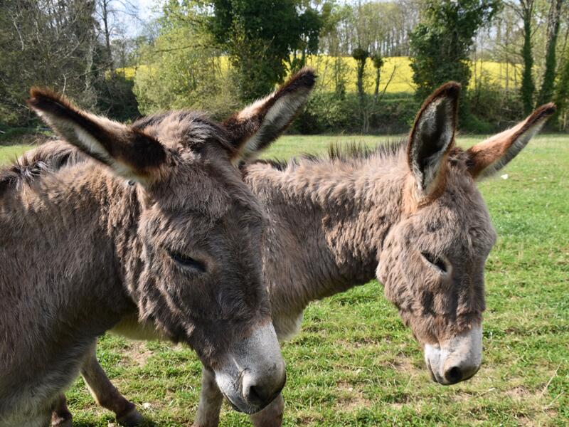 A la découverte de l'âne et de son univers