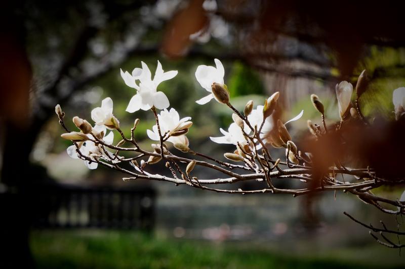 Concours Photos "Magnolias"