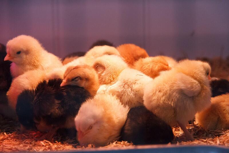 Foire aux poussins et aux oeufs à couver